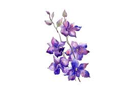 Bouquet Of Purple Flowers Png Watercolor Set