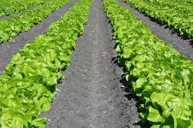 Vegetable Farming In South Africa