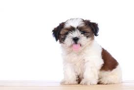 shih tzu puppies in singapore