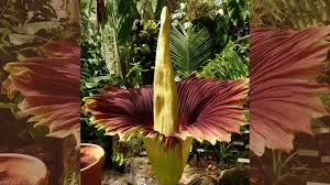 Carrion flowers or stinking flowers, any flower that emits an odor that smells like rotting flesh. Hundreds In California Line Up For Blooming Corpse Flower Loop Jamaica