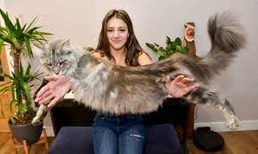 enormous 24 pound cat is a lion