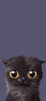 Iphone Cute Black Cat Hd Wallpapers