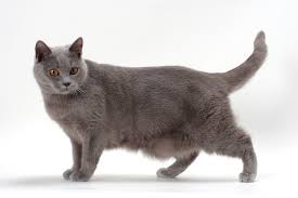 10 largest cat breeds photo gallery