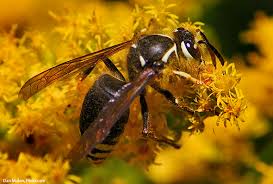Guide To Identifying Wasps And Other Stinging Insects The