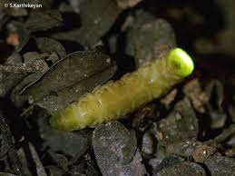 glow worm karthik s journal