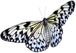 Butterfly png png black and white & free butterfly black. Black White Butterfly Png Transparent Background Free Download 6729 Freeiconspng