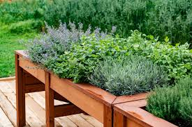 Best Herbs To Grow In Pots Harvest