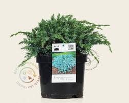 juniperus squamata blue carpet kopen