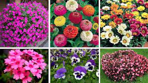 Смес от различни едногодишни лятноцъфтящи цветя, които могат да се използват за рязан цвят за. Sezonni Cftyashi Cvetya Gradina Bg