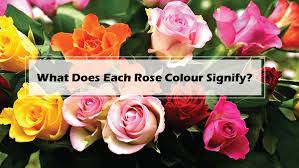 what does each rose colour signify