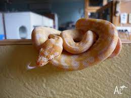 albino darwin carpet python in