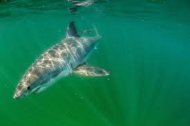 great white sharks are venturing to