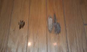wood floors and termites arizona