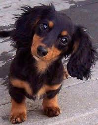 A long haired dog is quite simply a long haired dog (or dog with long hair). Sweetie Dachshund Puppies Puppies Cute Dogs