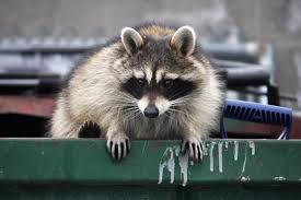 One of the most common, and challenging, jobs that i deal with as a nuisance wildlife control professional is a case of raccoons in the attic. 3 Common Raccoon Complaints Homeowners Have And How We Can Help Animal Control Specialists