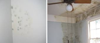 removing mould from walls how to