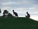 Kangaroos at Marangaroo Golf Course | Kangaroo, Western australia ...