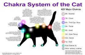 Animal Chakra Systems