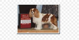 King charles cavalier spaniel has gained much popularity in the last few years due to its beauty, sweet temperament, gentleness, and also loving nature. Welsh Springer Spaniel Cavalier King Charles Spaniel Puppy Petit Basset Griffon Vendeen Png 600x424px Welsh Springer
