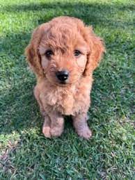 toy cavoodle gumtree hotsell