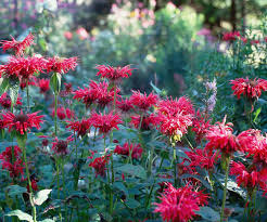how to plant grow and care for bee balm