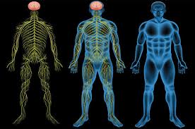 All nervous system structures are classified as part of the cns (brain and spinal cord) or pns (nerves and ganglia). Introducing The Nervous System