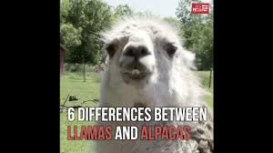 Whats The Difference Between A Llama And An Alpaca