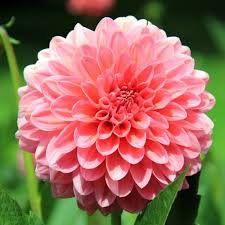 The pitchers of this plant can reach over a foot in height. Dahlia Quiz Trivia Questions And Answers Free Online Printable Quiz Without Registration Download Pdf Multiple Choice Questions Mcq