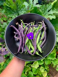 bush beans grow guide for a continual