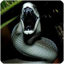 Unfortunately, kobe bryant was only a person. 160 Black And Green Mambas Ideas In 2021 Snake Mamba Snake Venom