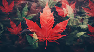 maple leaf background images browse