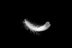 white floating feather isolated