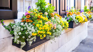 Flowering Plants For Your Window Boxes