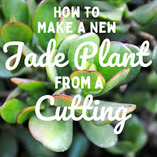They're popular as a houseplant due to their different kinds to choose from. How To Propagate A Jade Plant Dengarden