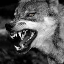 Зубы волка