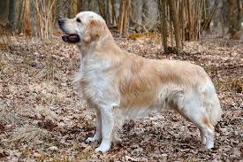 golden retriever dog breed facts