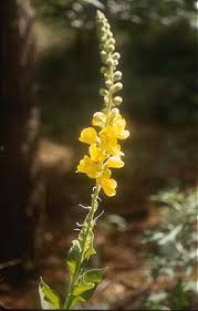 Verbascum blattaria - Online Virtual Flora of Wisconsin