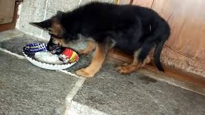 German Shepherd Gsd 2 Month Puppy Eating Food
