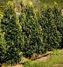 Diffe Types Of Evergreen Trees
