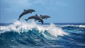 dolphins swimming and jumping with boat