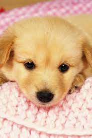 Download beautiful and cute pictures download. This Puppy Is So Cute I Wish They Stayed That Small Puppies Cute Puppies Cute Dogs