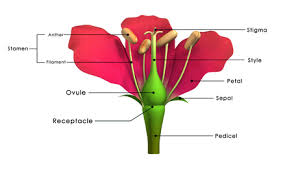 Which labeled parts are the female parts? The Parts Of A Flower Involved In Sexual Reproduction