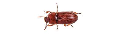 flour beetle control how to get rid of