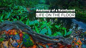 anatomy of a rainforest life on the