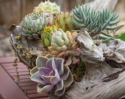 8 Creative Ways To Plant Succulents