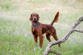 irish setter red setter hunting dog