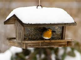 what to feed garden birds in winter