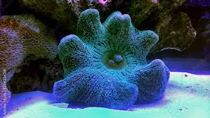 carpet anemone in reef aquarium tank
