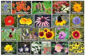 Arrive early and receive a free. I Love Flowers Wildflower Seeds Wild Flowers Flower Guide