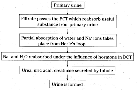 Physiology Of Urine Formation Flow Chart Bedowntowndaytona Com